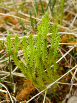 Image of Spinulum annotinum subsp. dubium (Zoega)