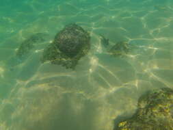 Image of Bumphead damselfish