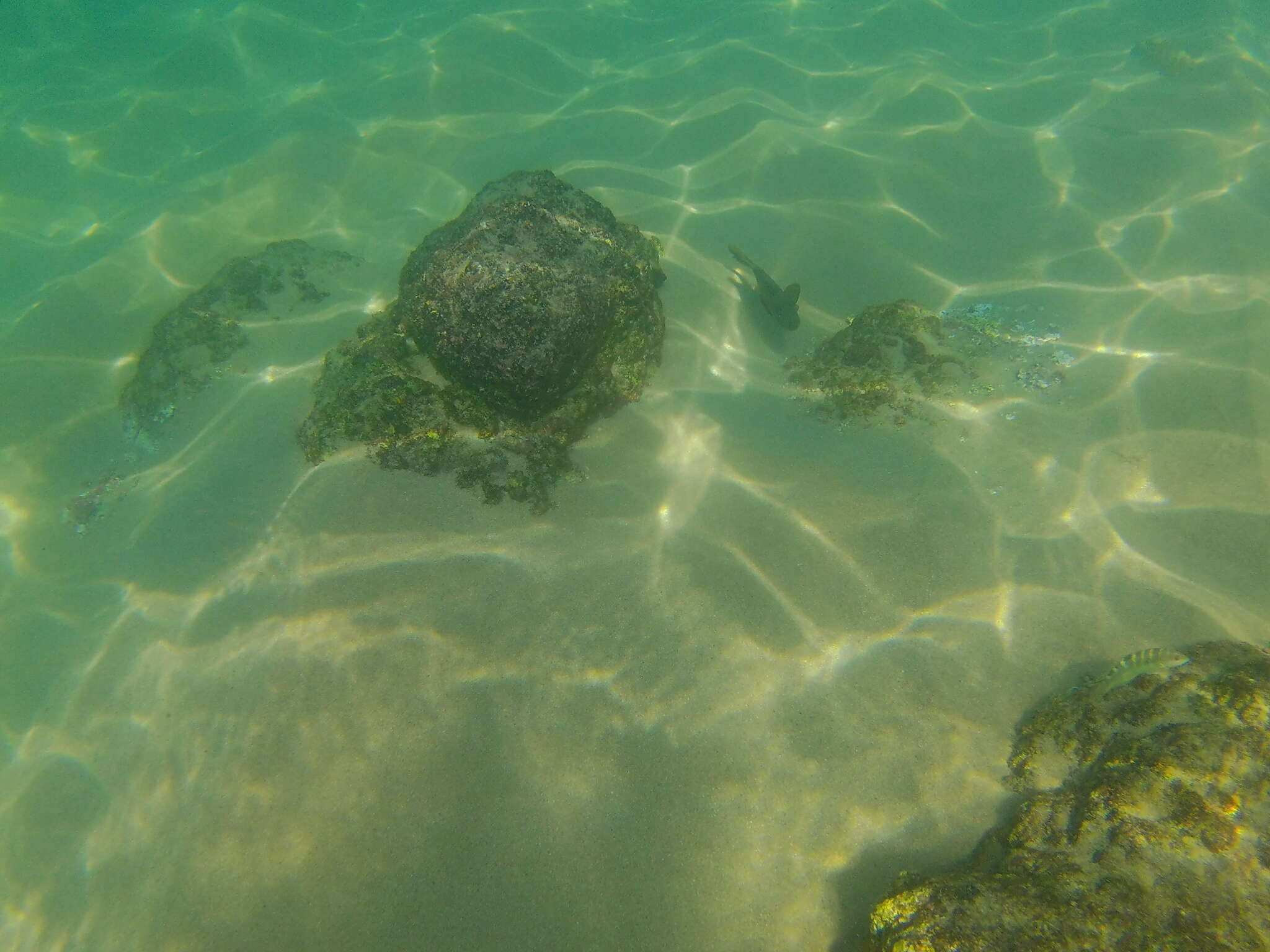 Image of Bumphead damselfish