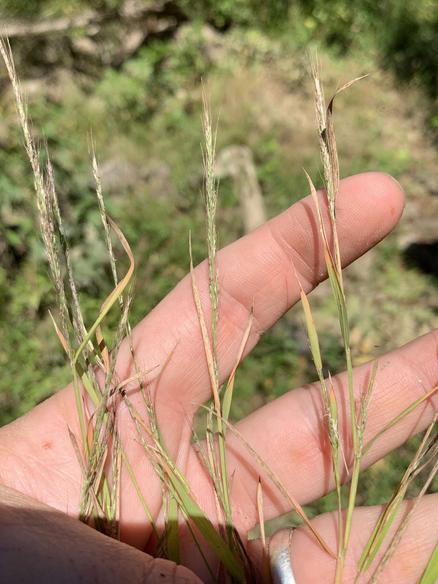 Plancia ëd Muhlenbergia sylvatica Torr.