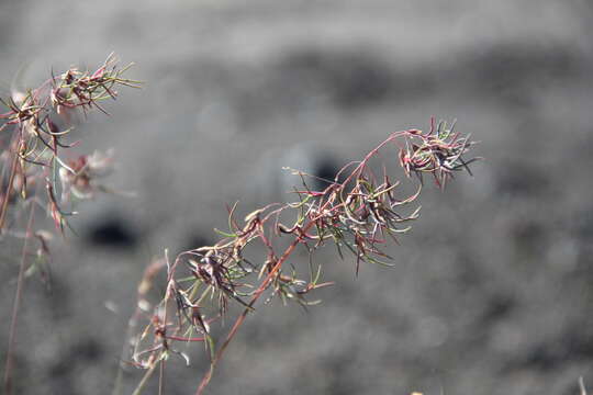 Image of arctic bluegrass