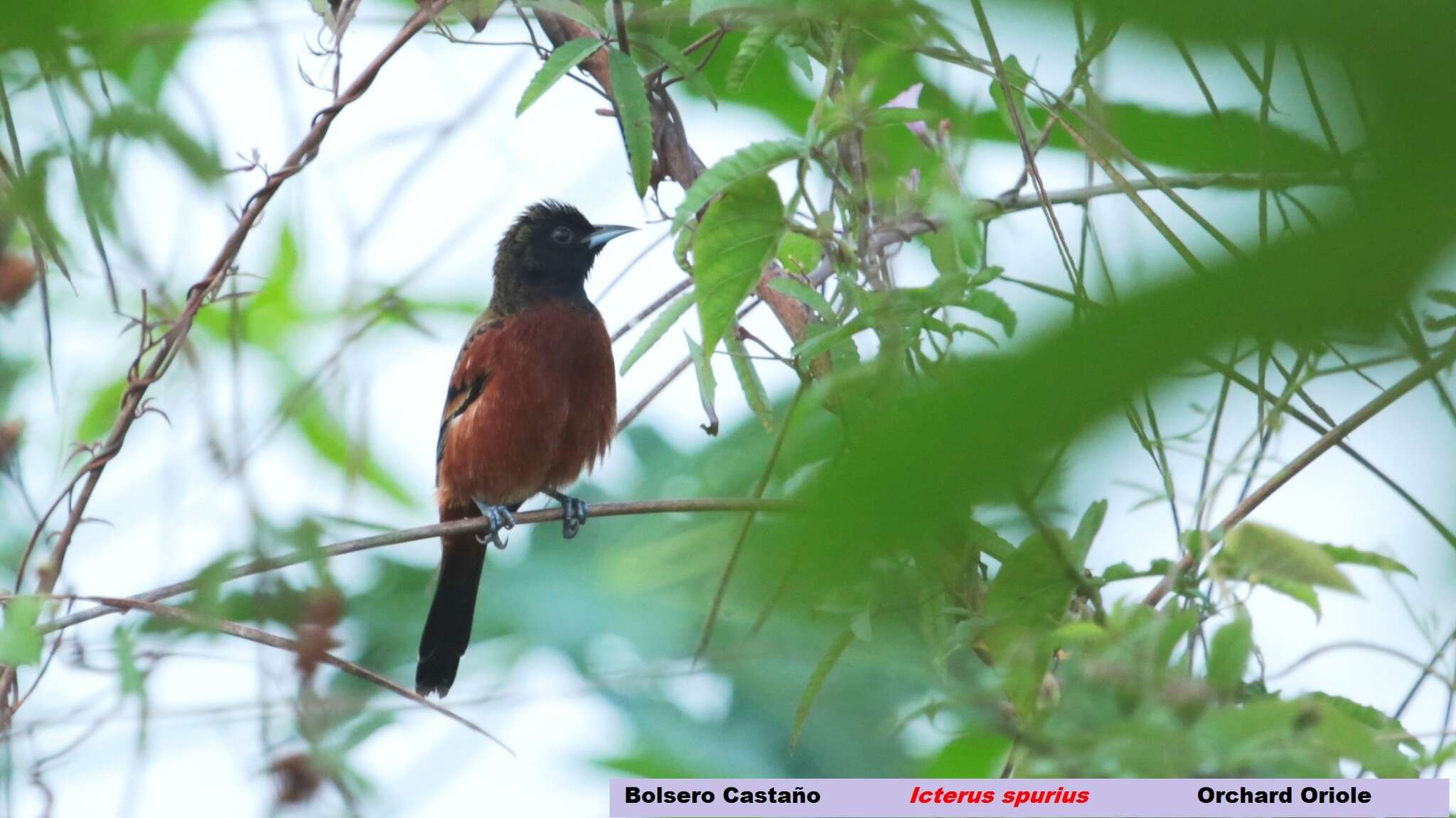 Image of Orchard Oriole