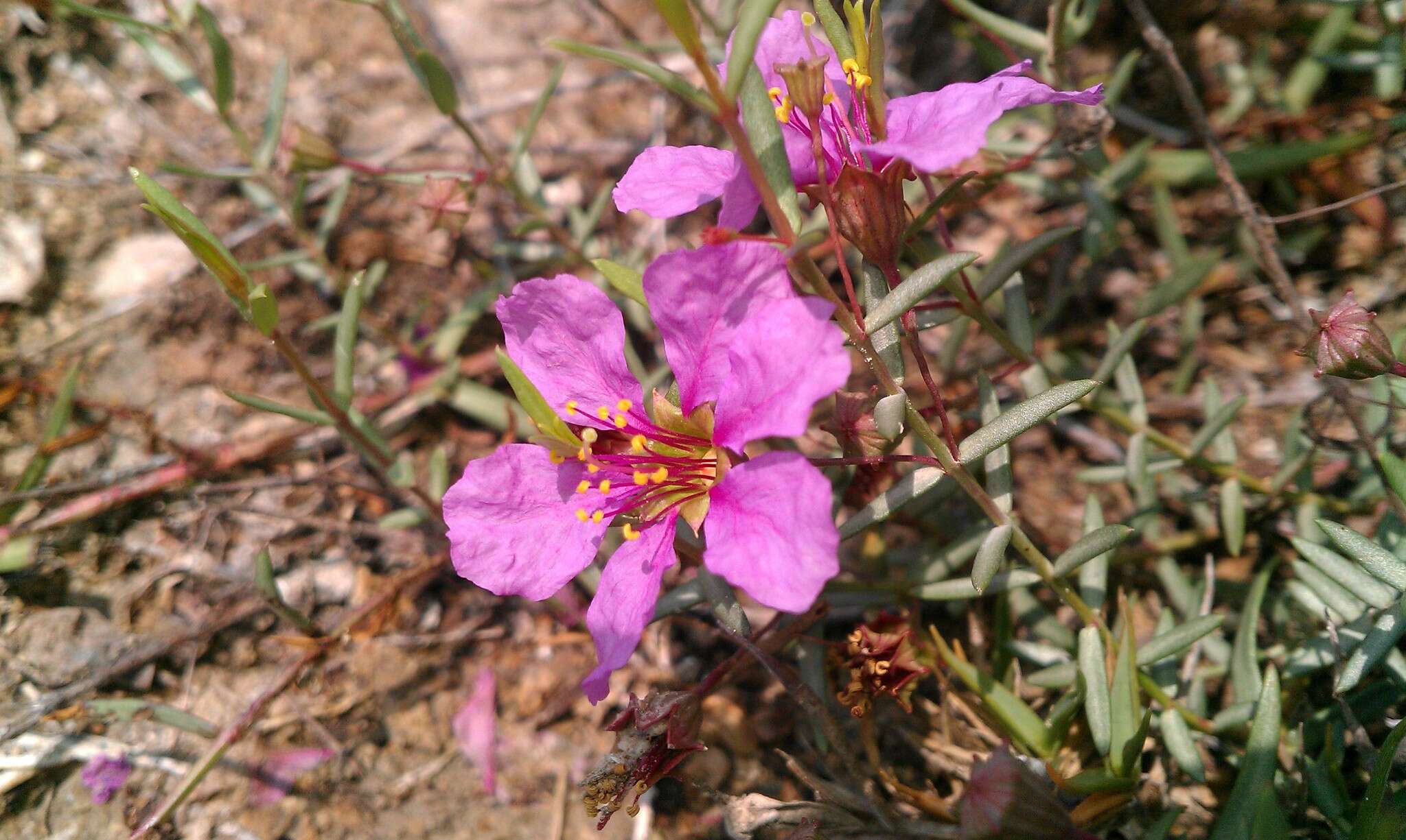 Image of Stalkflower