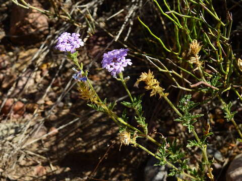 Image of Glandularia mendocina (Phil.) Covas & Schnack