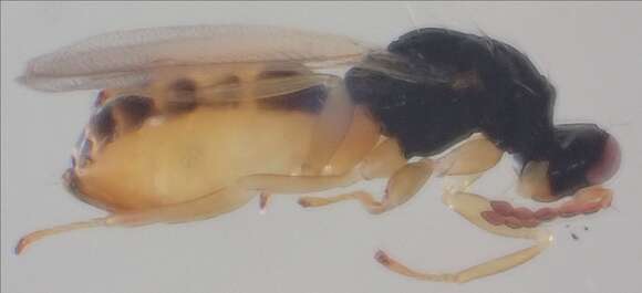 صورة Euplectrus bicolor (Swederus 1795)