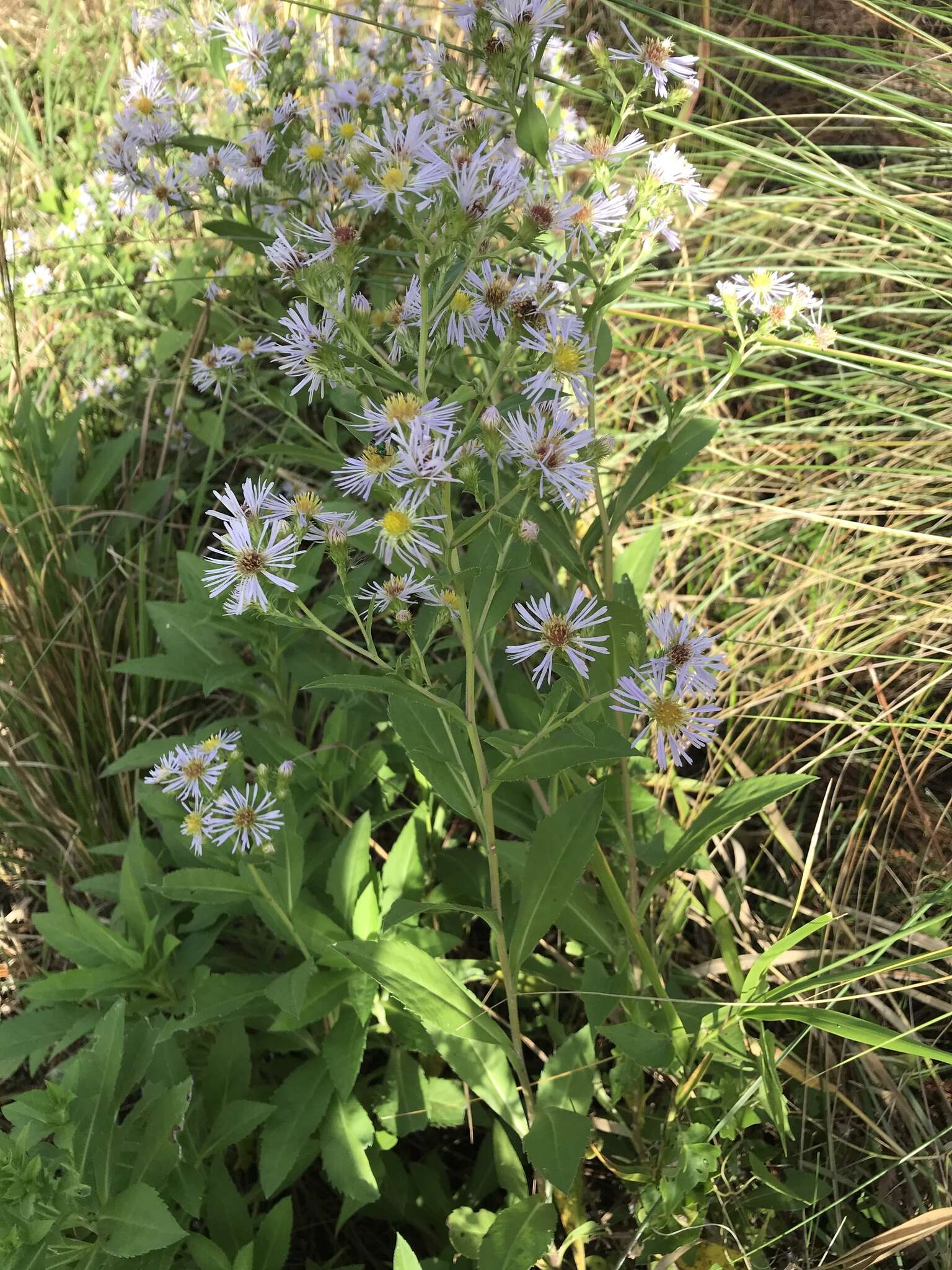 Image of Marsh American-Aster