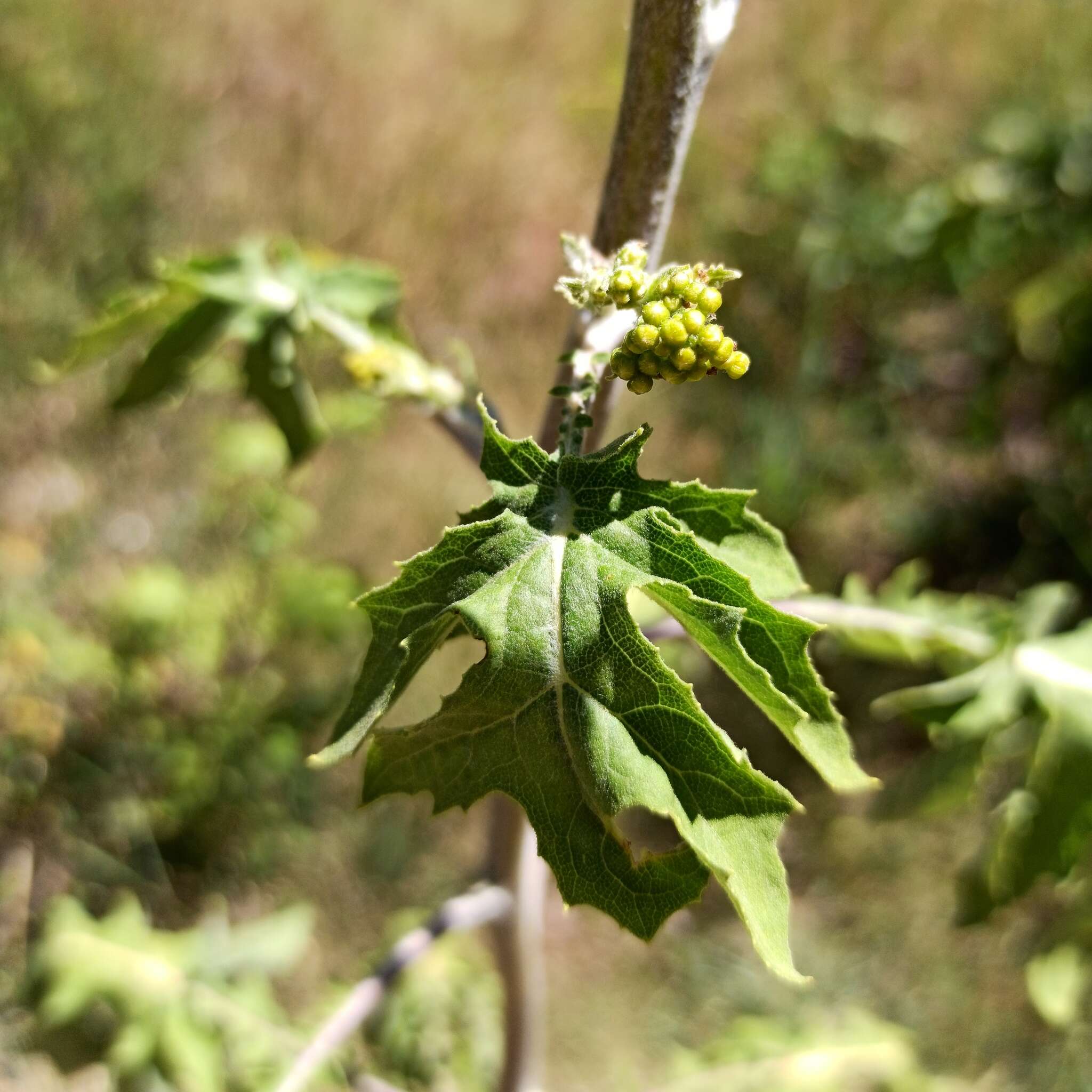 Image of Roldana heracleifolia (Hemsl) H. Rob. & Brettell