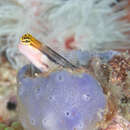 Image of Twocoat coralblenny