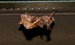 Image de Autographa precationis Guenée 1852