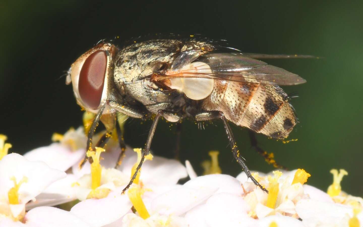 Image of Miltogramma punctata Meigen 1824