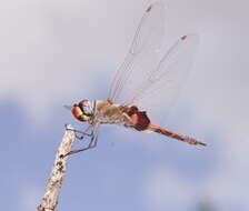 Image of Common Glider