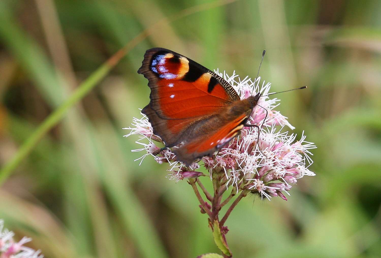 Image of Aglais io geisha (Stichel 1908)