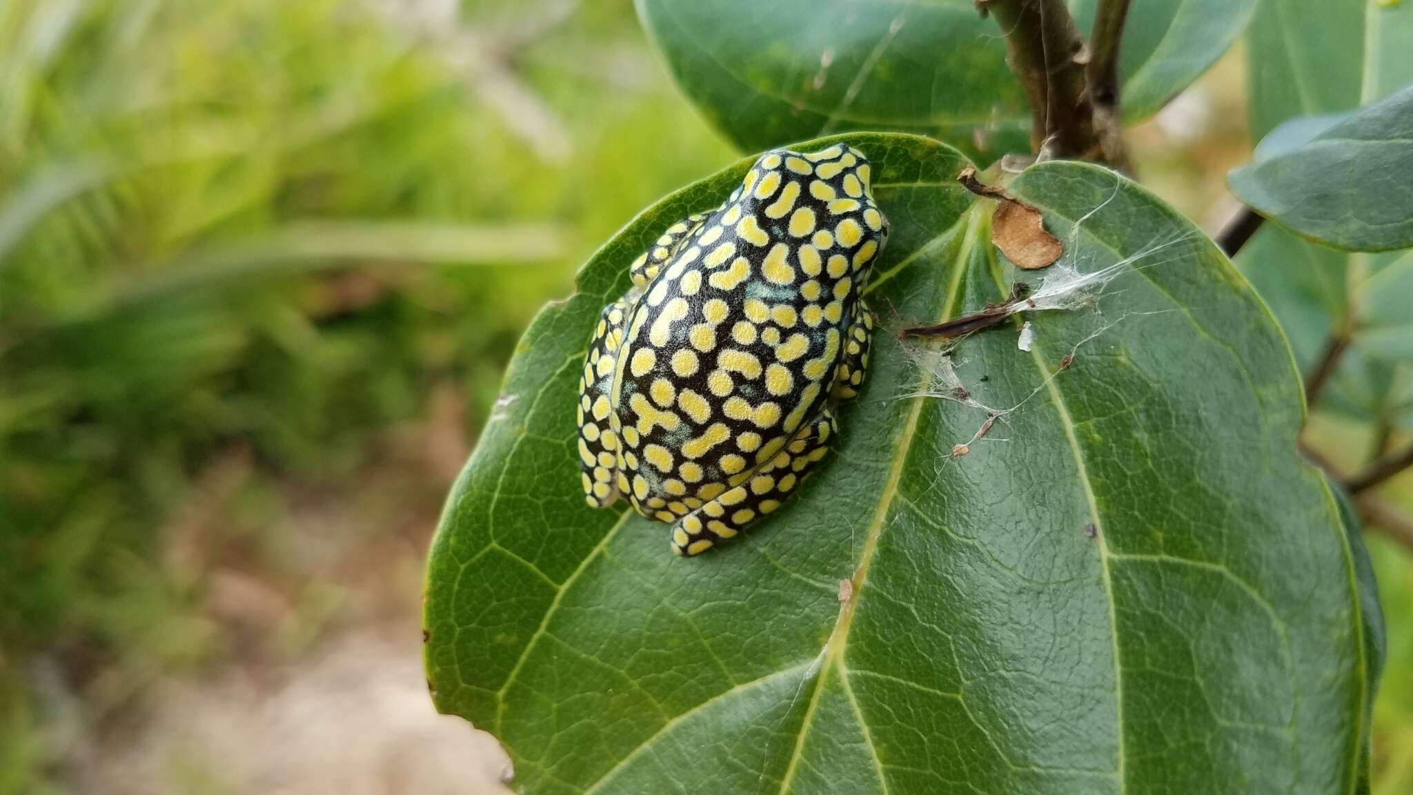 Imagem de Heterixalus alboguttatus (Boulenger 1882)