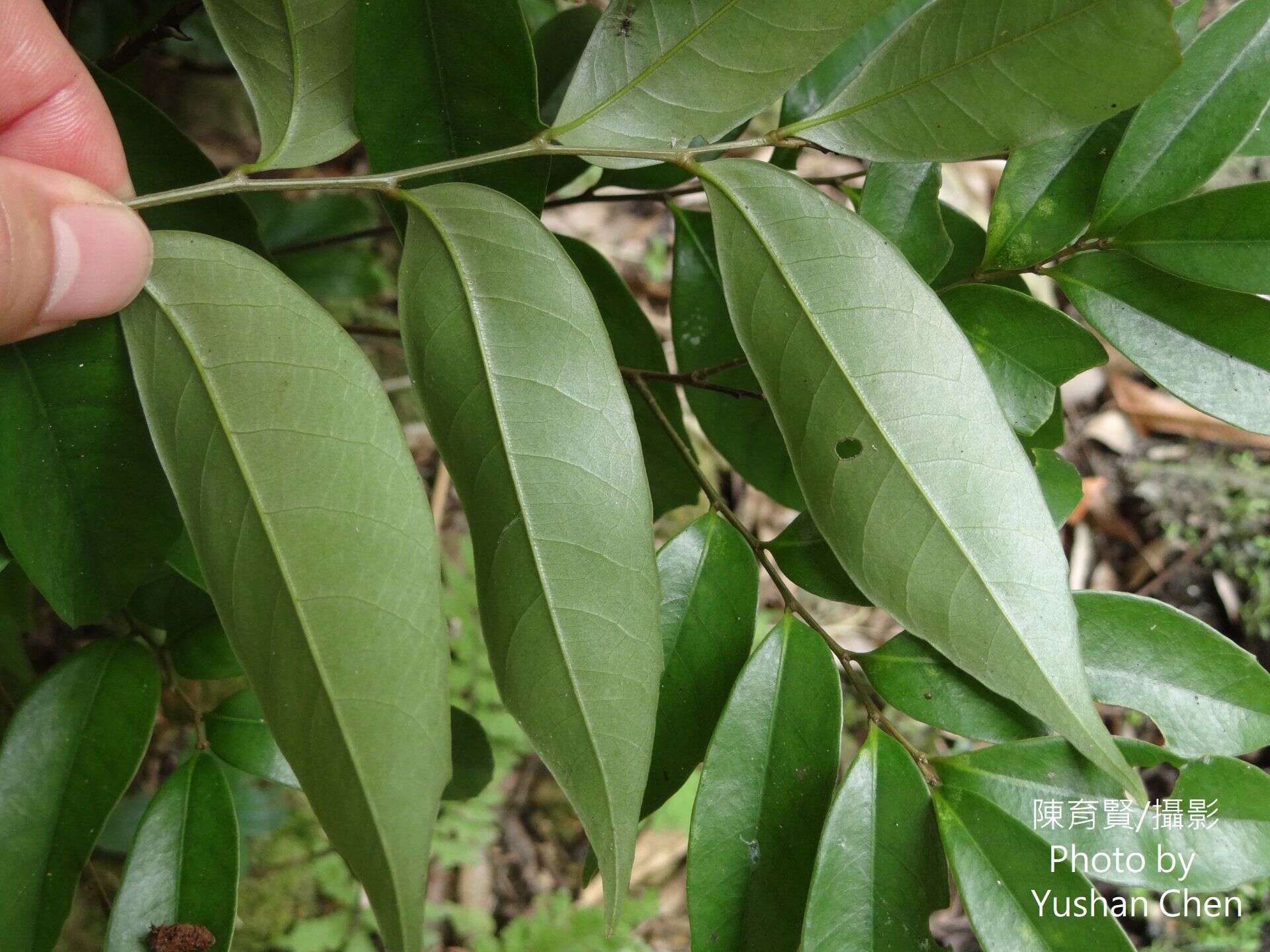 Lithocarpus uraianus (Hayata) Hayata的圖片