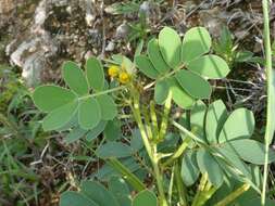 Image of oneleaf senna