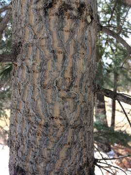 Image of corkbark fir