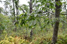 Image of Sawa Hornbeam