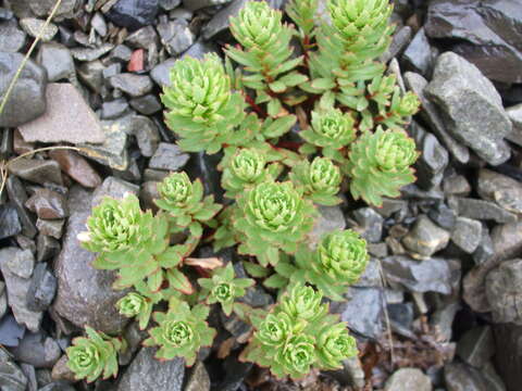 Image of Epilobium pycnostachyum Hausskn.