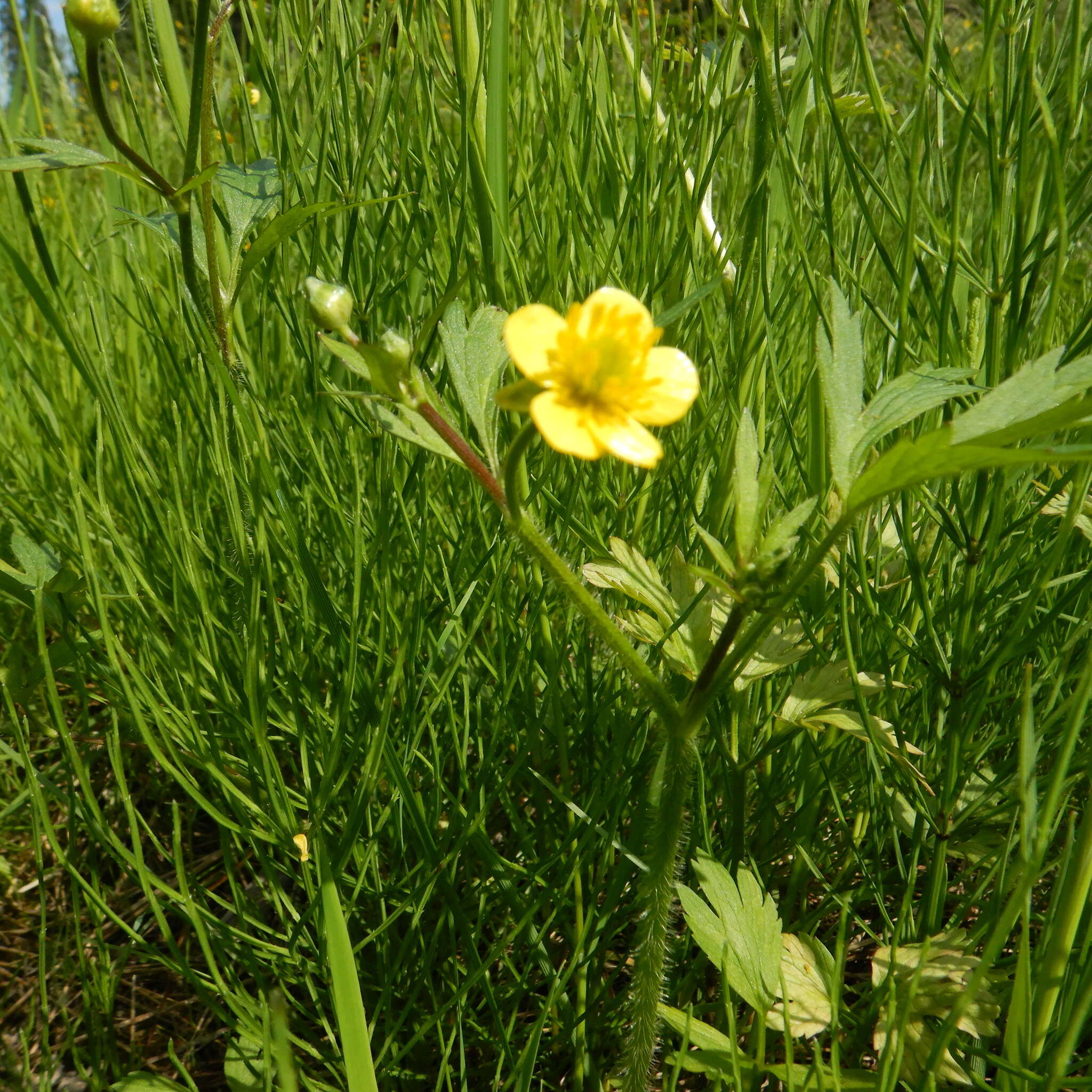 Image de Ranunculus macounii Britton