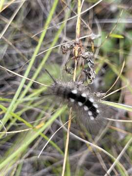 Image of Larch Tussock Moth