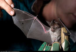 Image of California Leaf-nosed Bat