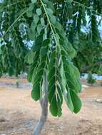 Image of Rain tree