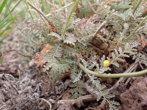 Image of Descurainia millefolia (Jacq.) Webb & Berthel.