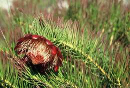 Image of Protea pityphylla Phillips