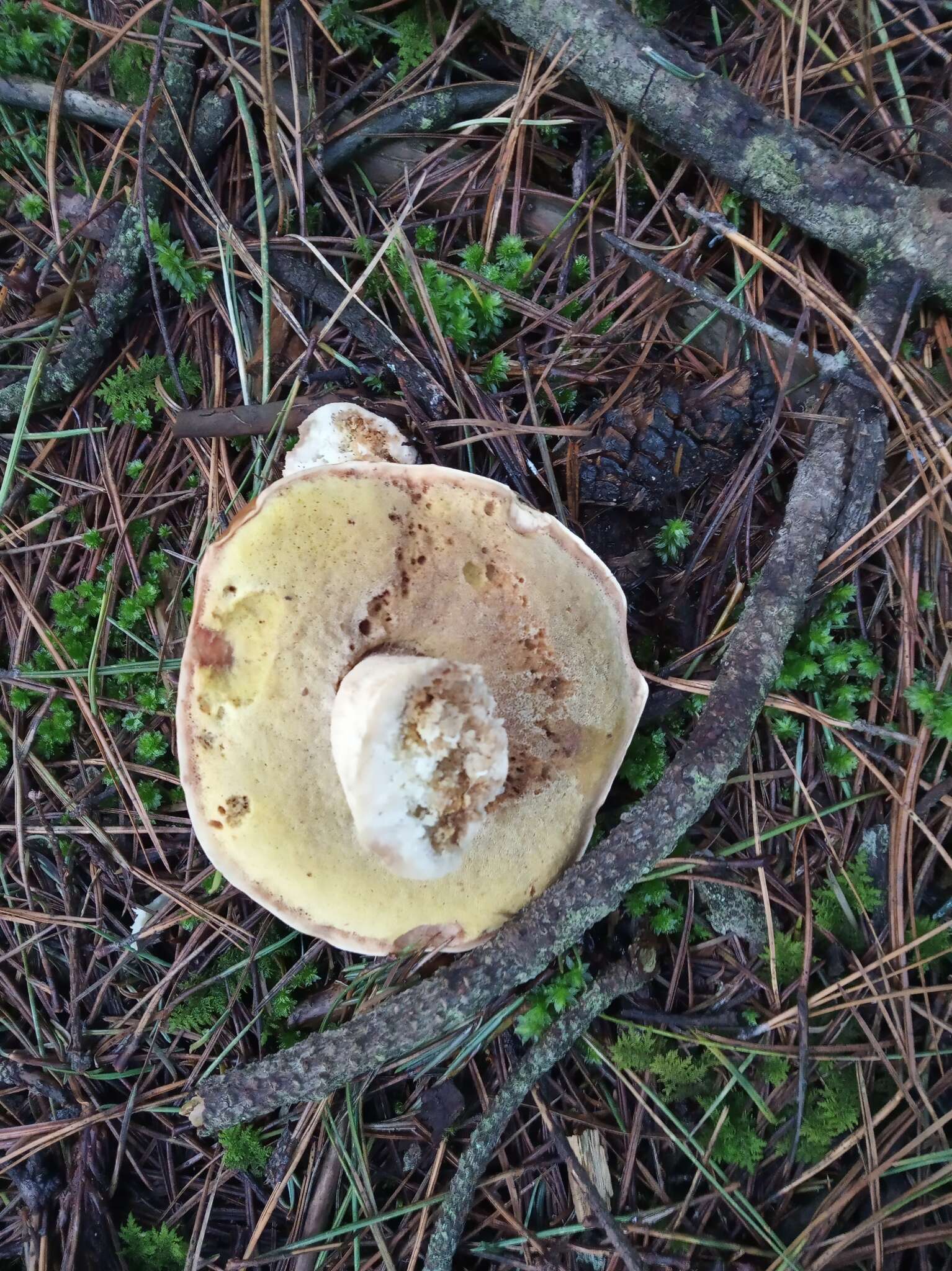 Boletus rubriceps D. Arora & J. L. Frank 2014 resmi