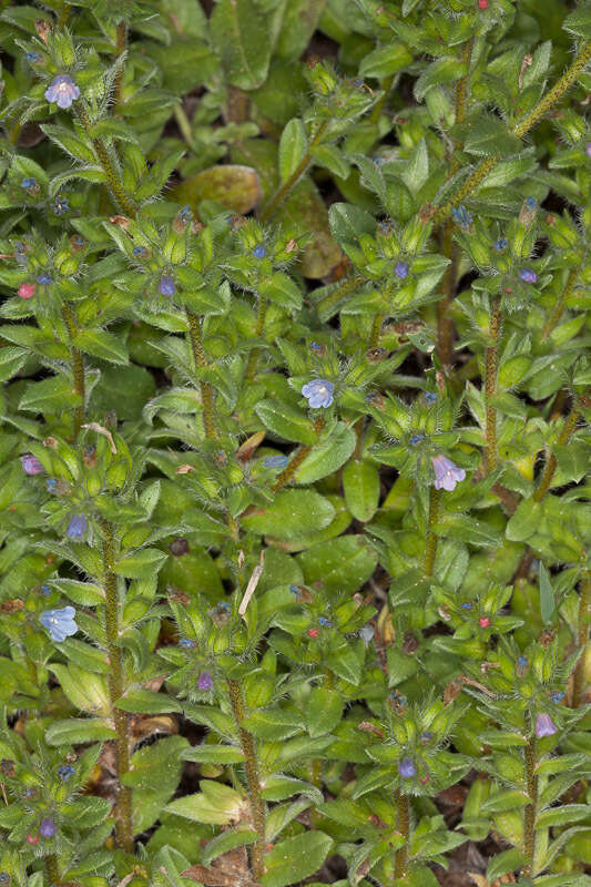 Image of Echium parviflorum Moench