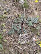 Lomatium canbyi (Coult. & Rose) Coult. & Rose resmi