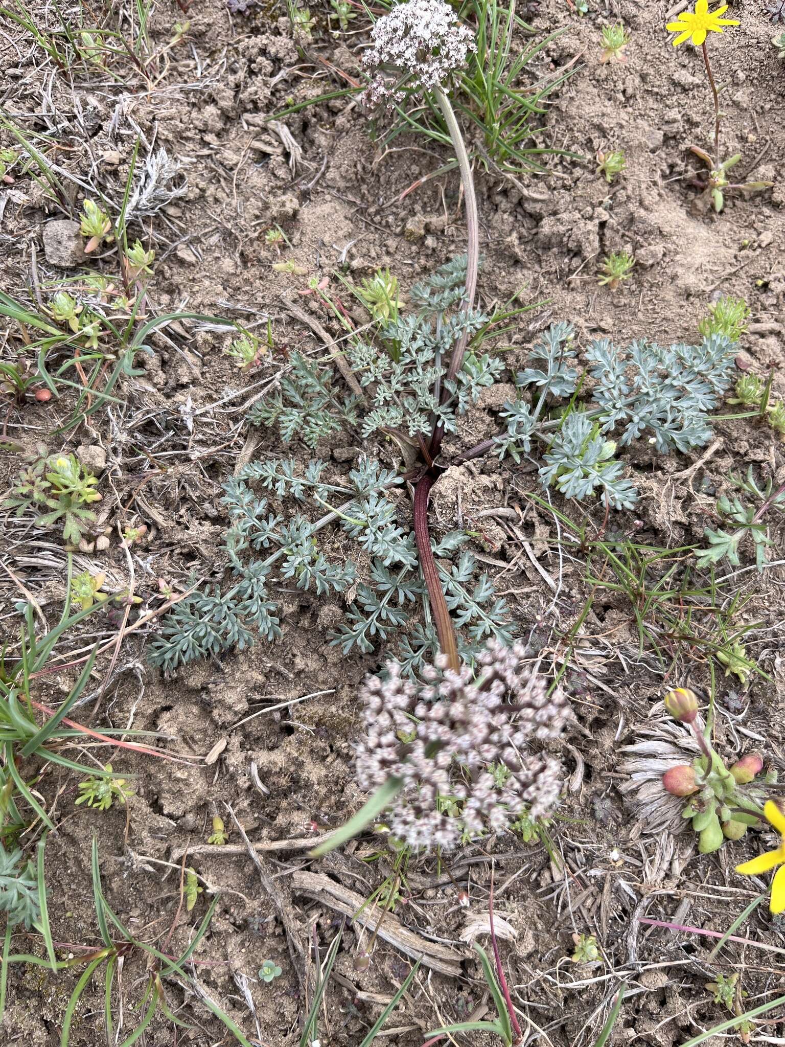 Lomatium canbyi (Coult. & Rose) Coult. & Rose resmi