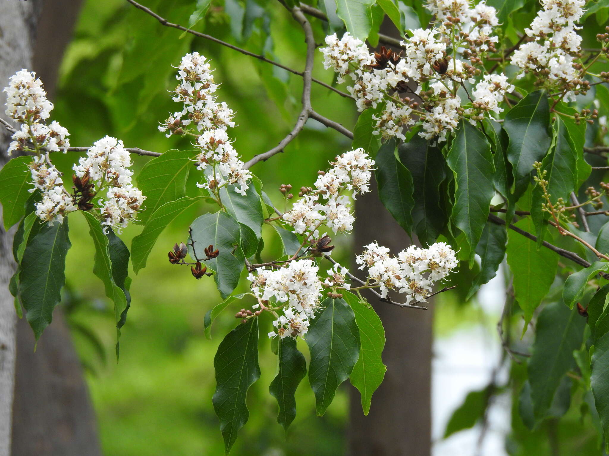 Plancia ëd Lagerstroemia fordii Oliv. & Koehne