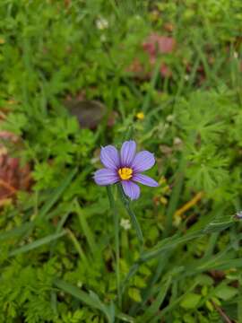 Sisyrinchium bermudiana L.的圖片