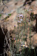 Image of Utah fleabane