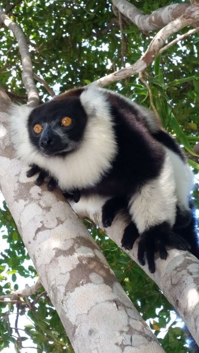 Image of Black-and-white Ruffed Lemur