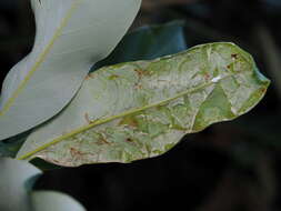 Image of Phyllocnistis magnoliella Forbes 1923