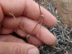 Image of Pelargonium hystrix Harv.