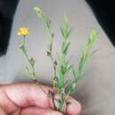 Image of fewflower St. Johnswort