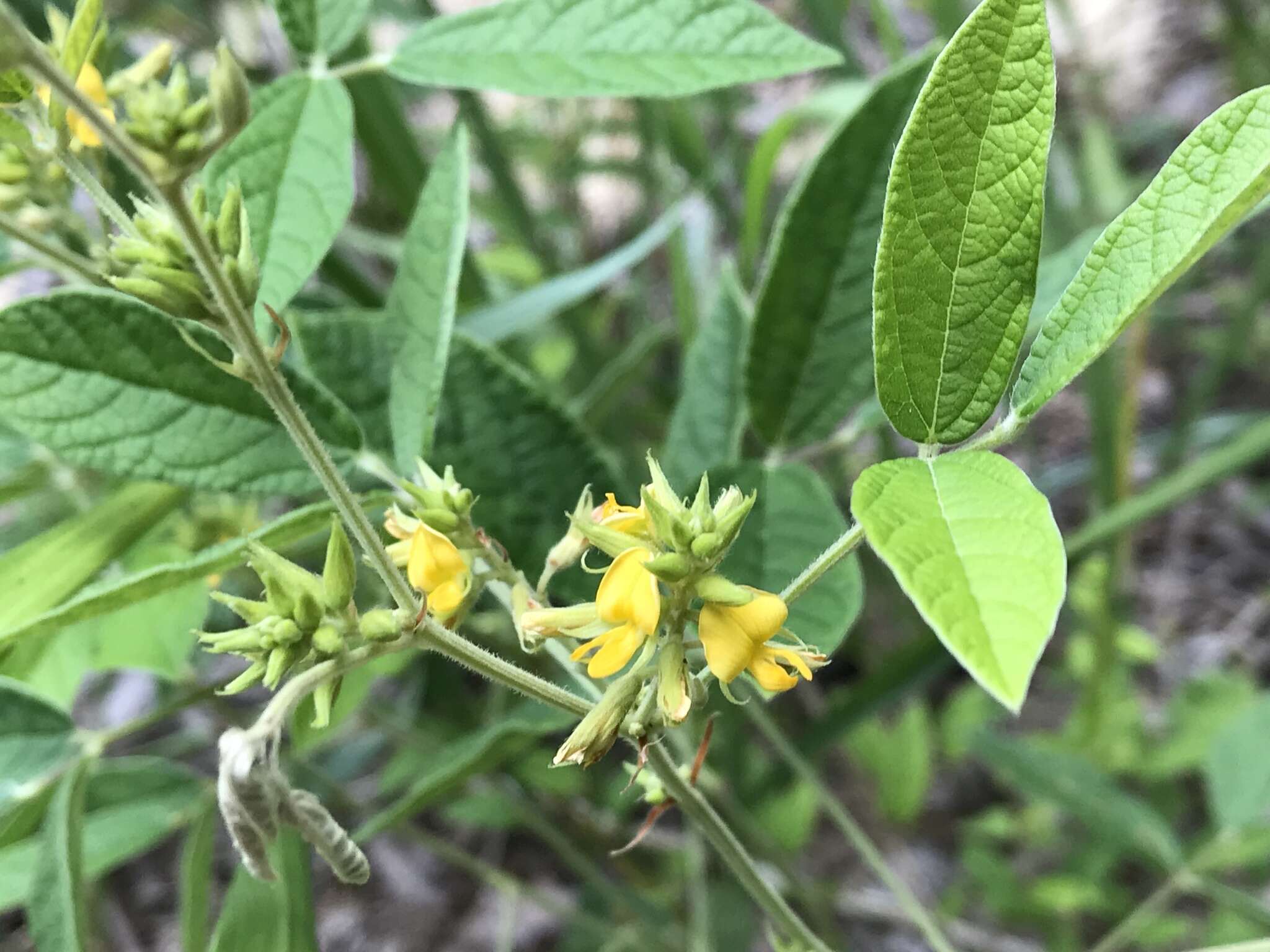 Слика од Rhynchosia tomentosa (L.) Hook. & Arn.