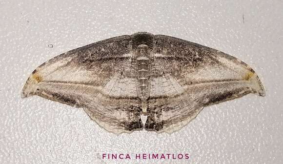Image of Morphomima fulvitacta Warren 1904