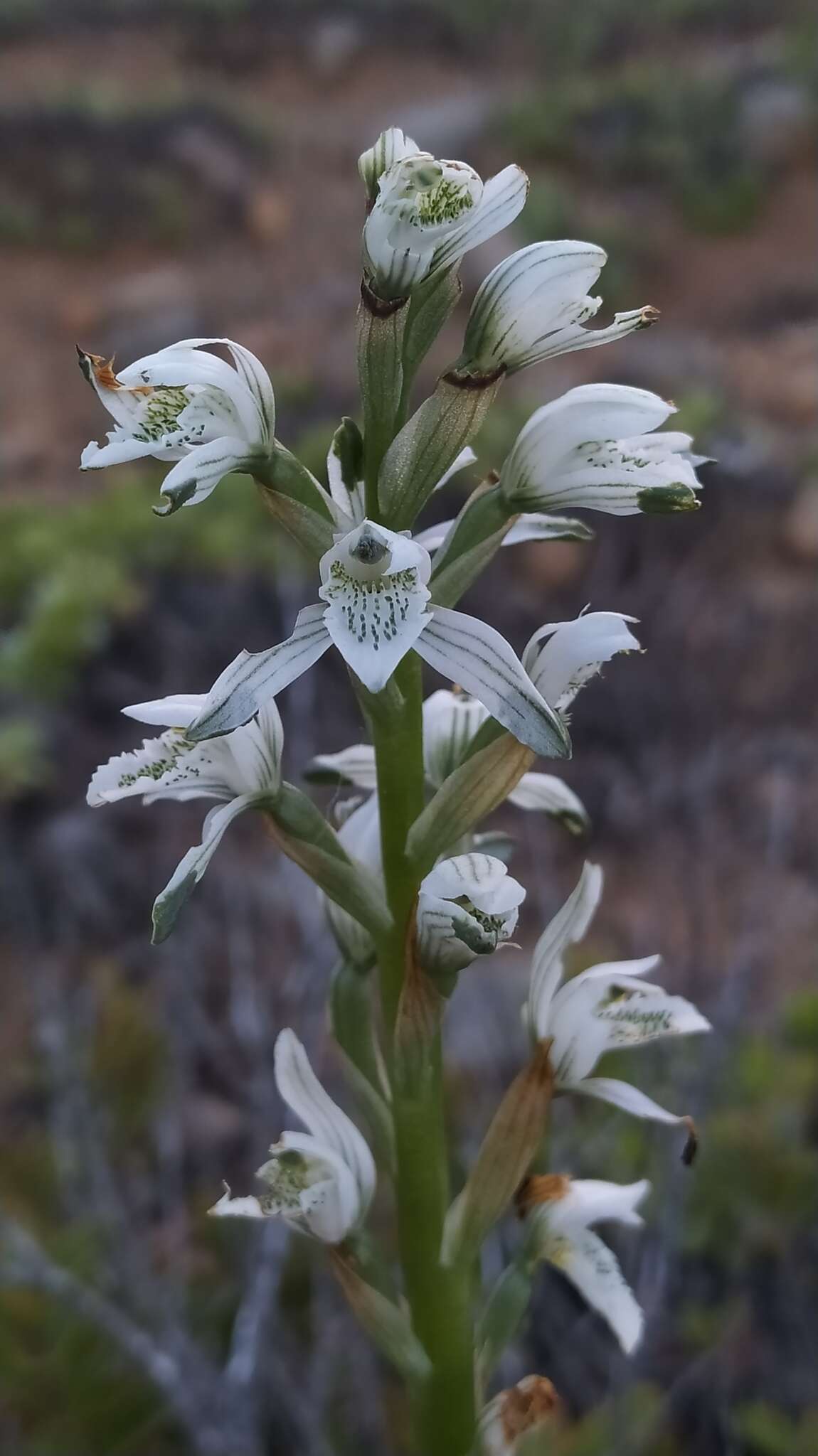 Image of Chloraea multiflora Lindl.