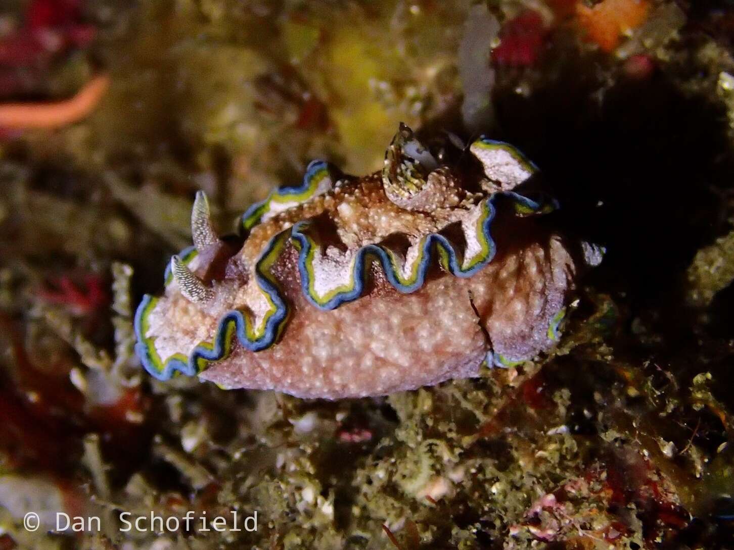 Image of Glossodoris acosti Matsuda & Gosliner 2018