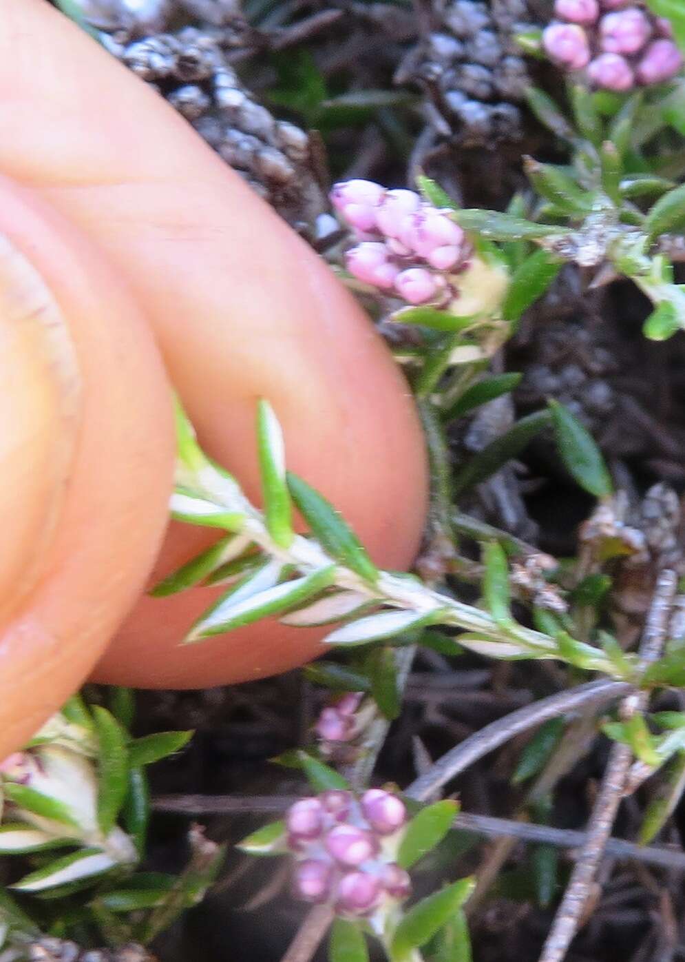 Image of Metalasia serrulata P. O. Karis