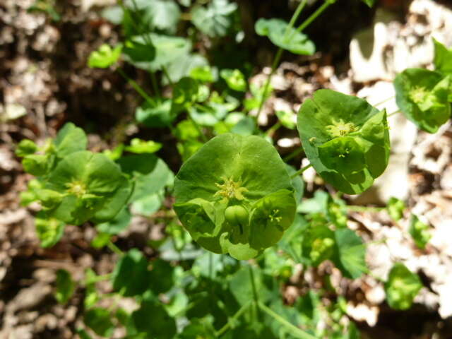 Image of Euphorbia amygdaloides subsp. amygdaloides