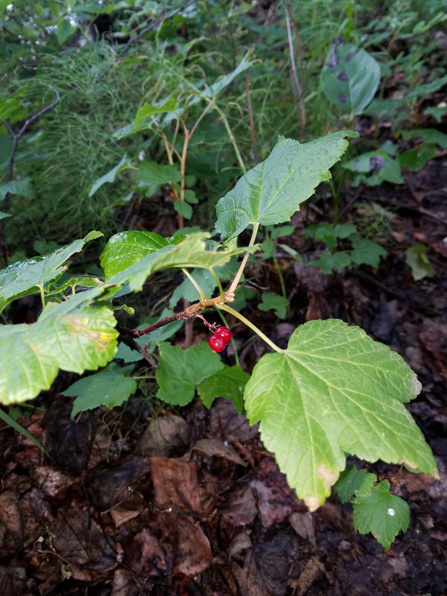 Image of red currant