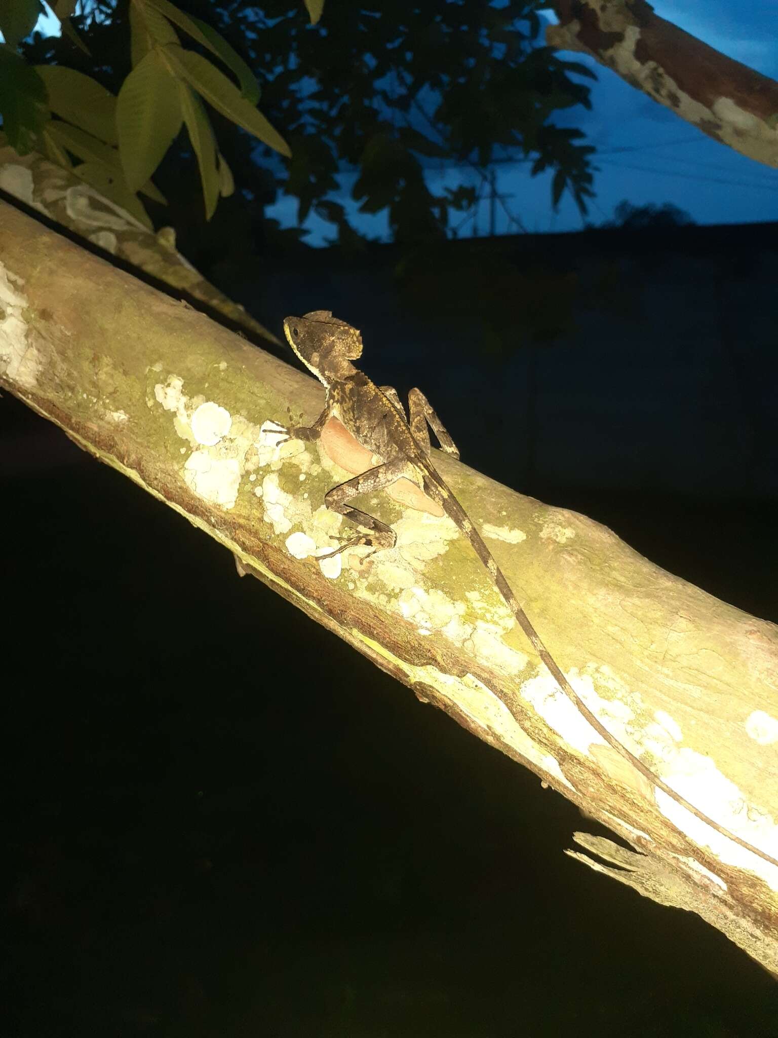 Image of Hernandez's helmeted iguana