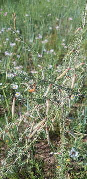 Image of Caragana stenophylla Pojark.