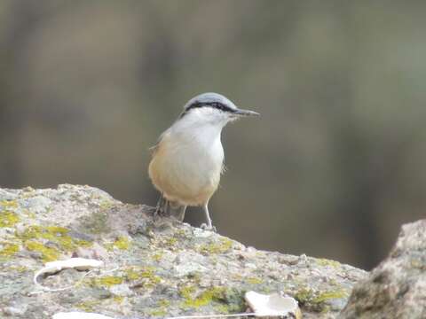 Image de Sittelle de Neumayer