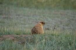 Image of Bobak Marmot
